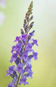 Image result for Linaria purpurea