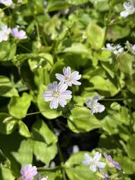 Attēlu rezultāti vaicājumam “Claytonia sibirica”