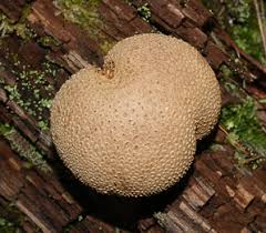 Attēlu rezultāti vaicājumam “Scleroderma citrinum”