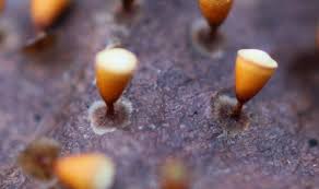 Attēlu rezultāti vaicājumam “Craterium minutum”