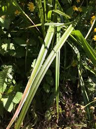 Attēlu rezultāti vaicājumam “Scirpus sylvaticus leaf”