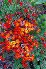 Image result for Calceolaria integrifolia