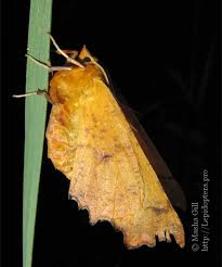 Attēlu rezultāti vaicājumam “Ennomos autumnaria male”