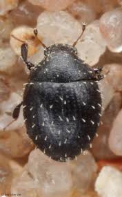 Attēlu rezultāti vaicājumam “Byrrhidae”