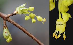 Attēlu rezultāti vaicājumam “Acer rufinerve flower”