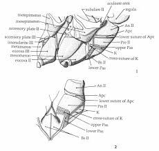 Attēlu rezultāti vaicājumam “Lamellocossus terebra”