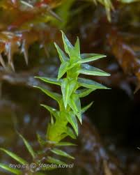 Attēlu rezultāti vaicājumam “Meesia triquetra”