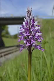 Attēlu rezultāti vaicājumam “Orchis militaris leaf”