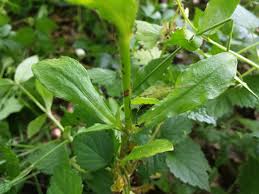 Attēlu rezultāti vaicājumam “Cerastium sylvaticum”