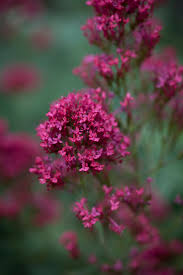 Image result for Echinacea Lustre hybrids