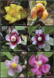 Attēlu rezultāti vaicājumam “Clusiaceae”