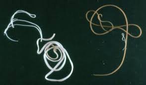 Attēlu rezultāti vaicājumam “Nematomorpha”