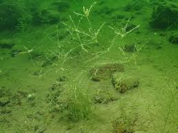 Attēlu rezultāti vaicājumam “Nitella sp.”