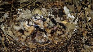 Attēlu rezultāti vaicājumam “Scolopax rusticola eggs”