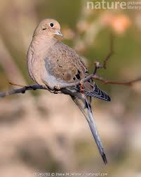 Image result for Zenaida macroura