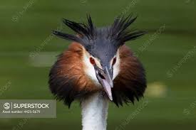 Attēlu rezultāti vaicājumam “Podiceps cristatus adult”