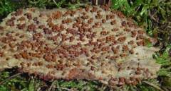 Attēlu rezultāti vaicājumam “Cribraria piriformis”