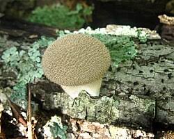 Attēlu rezultāti vaicājumam “Lycoperdon echinatum”