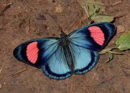 Attēlu rezultāti vaicājumam “Nymphalidae”