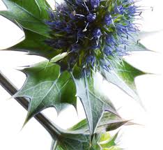 Attēlu rezultāti vaicājumam “Eryngium maritimum bud”