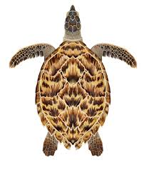 Image result for Eretmochelys imbricata