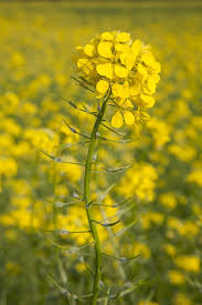 Attēlu rezultāti vaicājumam “Sinapis alba flower”