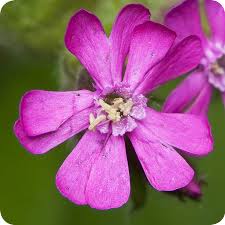 Attēlu rezultāti vaicājumam “Silene dioica flower”