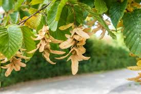 Attēlu rezultāti vaicājumam “Carpinus betulus fruit”