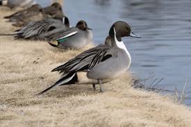 Attēlu rezultāti vaicājumam “Anas acuta”