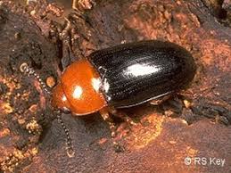 Attēlu rezultāti vaicājumam “Triplax russica”