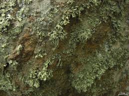 Attēlu rezultāti vaicājumam “Ramalina pollinaria”