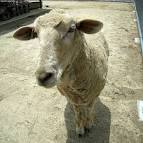 Sheep Ovis aries (Linnaeus, - via Daymix