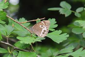 Attēlu rezultāti vaicājumam “Lopinga achine underside”