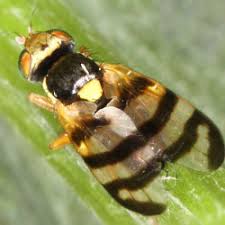 Attēlu rezultāti vaicājumam “Urophora jaceana”