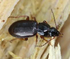 Attēlu rezultāti vaicājumam “Pterostichus aterrimus”