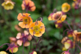 Attēlu rezultāti vaicājumam “Geum x intermedium flower”