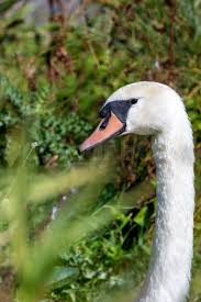 Attēlu rezultāti vaicājumam “Cygnus olor adult”