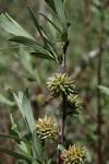<b>Salix</b> geyeriana image