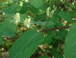 Attēlu rezultāti vaicājumam “Lonicera xylosteum flower”