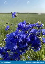 Attēlu rezultāti vaicājumam “Cyanus segetum”