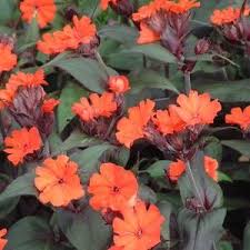 Attēlu rezultāti vaicājumam “Silene x arkwrightii Vesuvius”