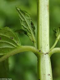 Attēlu rezultāti vaicājumam “Mentha spicata leaf”