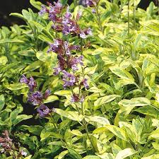 Image result for Salvia officinalis