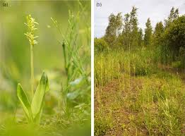 Attēlu rezultāti vaicājumam “Liparis loeselii leaf”