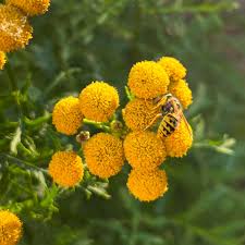 Attēlu rezultāti vaicājumam “Tanacetum vulgare flower”