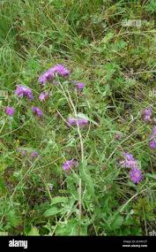 Attēlu rezultāti vaicājumam “Centaurea phrygia bud”