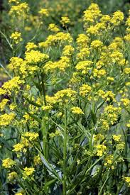 Attēlu rezultāti vaicājumam “Bunias orientalis flower”