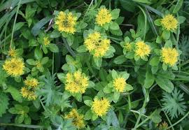 Attēlu rezultāti vaicājumam “Sedum aizoon”