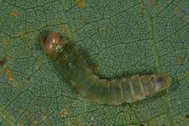 Attēlu rezultāti vaicājumam “Tethea or”