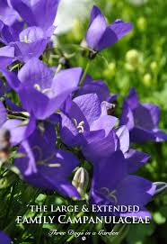 Attēlu rezultāti vaicājumam “Campanulaceae”